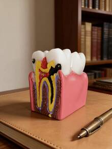 1pc Dental Anatomy Model Desktop Decor, Dental Science Education Ornament, Home & Office Decoration - A - View 7