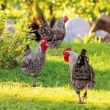 Cross-Border Bestseller Acrylic Hen Outdoor Garden Ground Stake Double-Sided Pattern Decorative Sign - A - View 4