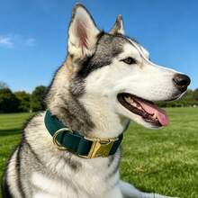1pc Velvet Dog Collar With Metal Quick Release Buckle, Soft Skin-Friendly Durable Wear-Resistant, Adjustable Size, All-Season Versatile Pet Neck Collar, Suitable For Small / Medium / Large Dogs, Easter, Holiday, Carnival Decoration - Dark Green - View 7