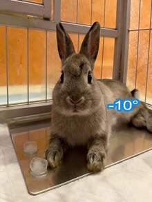 Aluminum Plate Pet Cooling Mat For Summer, Small Pet Hamster Heat Relief Cooling Pad, Suitable For Small Hamsters, Rabbits, Small Dogs, Cats, Effectively Cools Down, Summer Rabbit Laying Mat, Dog And Cat Cooling Product, Summer Pet Cooling Aluminum Plate - View 3