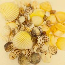 100pcs/200pcs, Conchiglie & Conchiglie Assortite di Colore Chiaro [Pezzi Extra Saranno Aggiunti Per Compensare Eventuali Danni da Spedizione, Si Prega di Comprendere], Decorazione per Acquario & Vasca per Pesci, Creazione di Gioielli Fai-da-Te, Decorazione per Vasca per Pesci, Decorazione per Bagno, Candele per Feste, Decorazione per Matrimoni, Progetti Artigianali, Creazione di Carillon a Vento Fai-da-Te, Collane, Bracciali, Orecchini, Stile Oceano e Spiaggia, Decorazione da Parete - Impostato - Visualizzare 6