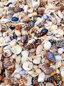Beautiful Small Sea Shells With Random Color & Shape, Craft Supplies For Handmade Wind Chimes, Home Hanging Decor, Fish Tank Aquarium Ornament, Crab Shell Replacement, Beach Music Festival Decoration - Random Style - View 2