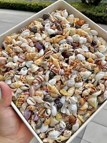 Beautiful Small Sea Shells With Random Color & Shape, Craft Supplies For Handmade Wind Chimes, Home Hanging Decor, Fish Tank Aquarium Ornament, Crab Shell Replacement, Beach Music Festival Decoration - Random Style - View 3