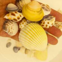 100pcs/200pcs, Conchiglie & Conchiglie Assortite di Colore Chiaro [Pezzi Extra Saranno Aggiunti Per Compensare Eventuali Danni da Spedizione, Si Prega di Comprendere], Decorazione per Acquario & Vasca per Pesci, Creazione di Gioielli Fai-da-Te, Decorazione per Vasca per Pesci, Decorazione per Bagno, Candele per Feste, Decorazione per Matrimoni, Progetti Artigianali, Creazione di Carillon a Vento Fai-da-Te, Collane, Bracciali, Orecchini, Stile Oceano e Spiaggia, Decorazione da Parete - Impostato - Visualizzare 7
