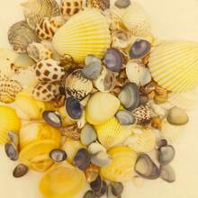 100pcs/200pcs, Conchiglie & Conchiglie Assortite di Colore Chiaro [Pezzi Extra Saranno Aggiunti Per Compensare Eventuali Danni da Spedizione, Si Prega di Comprendere], Decorazione per Acquario & Vasca per Pesci, Creazione di Gioielli Fai-da-Te, Decorazione per Vasca per Pesci, Decorazione per Bagno, Candele per Feste, Decorazione per Matrimoni, Progetti Artigianali, Creazione di Carillon a Vento Fai-da-Te, Collane, Bracciali, Orecchini, Stile Oceano e Spiaggia, Decorazione da Parete - Impostato - Visualizzare 5