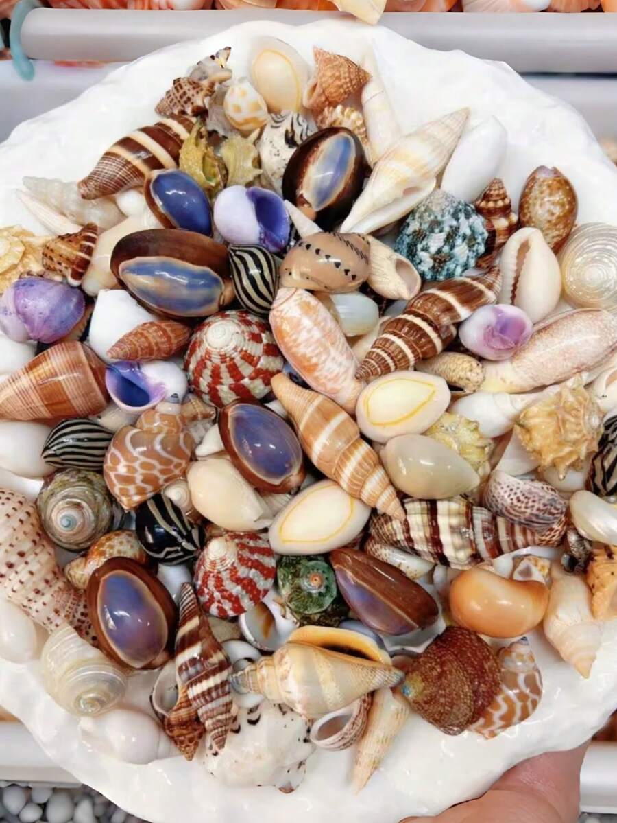 Beautiful Small Sea Shells With Random Color & Shape, Craft Supplies For Handmade Wind Chimes, Home Hanging Decor, Fish Tank Aquarium Ornament, Crab Shell Replacement, Beach Music Festival Decoration - Random Style - View 1