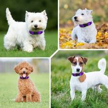 Adjustable Nylon Dog Collar For Small Dogs, Pet Neck Collar, Dog Leash Collar - Purple - View 8
