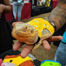 Lizard Leash Reptile Harness Chameleon Squirrel Leash Clothes Small Pet Supplies - Chest Strap + Traction Rope - View 3