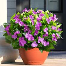 1/3pcs Vibrant Artificial Impatiens Flower Bouquet, Realistic Faux Flowers, Suitable For Outdoor Garden, Indoor Planter And Balcony Decoration, 15.7 Inches Tall, Low Maintenance, Durable And Bendable Stems, Artificial Flowers - Purple - View 2