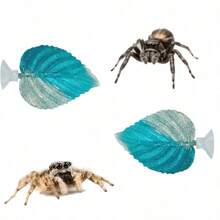 2PCS Jumping Spider Gradient Leaf Shaped Habitat, Hanging Installation Decor Set Pet Spider Hideout, Jumping Spider Fence Ornament, Reptile Hideout, Small Reptile Hiding Spot, Perfect Habitat Decoration For Insects, Used For Daily Resting, Hiding, Climbing, Exploring And Playing, Suitable For Aquarium Or Terrarium Decoration - View 6