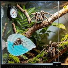 2PCS Jumping Spider Gradient Leaf Shaped Habitat, Hanging Installation Decor Set Pet Spider Hideout, Jumping Spider Fence Ornament, Reptile Hideout, Small Reptile Hiding Spot, Perfect Habitat Decoration For Insects, Used For Daily Resting, Hiding, Climbing, Exploring And Playing, Suitable For Aquarium Or Terrarium Decoration - View 3