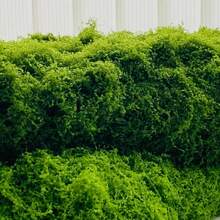 人造苔蘚墊,仿真綠色植物墊,逼真的人造綠植牆面與桌面裝飾,耐用尼龍人造植物,免維護仿真苔蘚片,適用於居家、微景觀、聖誕節、婚禮派對與花園背景裝飾 - 草皮 - 查看 4