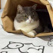 Cat Boredom Relief Self-Entertainment Sound Toy, Kraft Paper Cat Tunnel Cat Bed, Hide-And-Seek Tunnel Bag, Cat Teaser Wand, Suitable For All Cat Breeds, Indoor And Outdoor Play - Multicolor - View 7