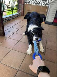 中大型犬用拉繩玩具，防滑手柄設計 - 耐咬、助潔牙並維持口腔健康，適合中大型犬。拉扯遊戲、接球遊戲的絕佳選擇，也是愛咬東西狗狗的理想伴侶。採用強韌混紡材質，易清洗、有趣，滿足訓練與遊戲需求。促進寵物間親密互動，適合日常運動與戶外玩耍，可長時間啃咬，愛犬必備玩具。狗用品，寵物托兒所遊戲與獎勵 - 彩色 - 查看 5