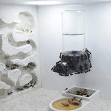 Magnetic Automatic Ant Water Dispenser, Portable Insect Feeding Bottle, Tank Supplement, Reptile Terrarium Accessory | Ant Farm Accessory | Tree-Shaped Decorative Ornament | Small Flower Pot, Plant Cultivation | Leak-Proof | Easy To Clean | Suitable For Ants, Crickets, Jumping Spiders, Beetles, Geckos, Small Lizards And Other Reptiles - Style A - View 4
