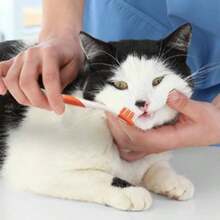Kit Dental Advanced Oral Care Gatos - inicial - Ver 10
