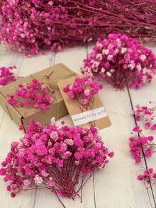 Fucsia