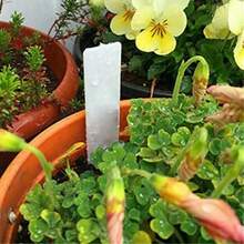 Garden Plant Labels Plant Accessories Flower Pots Plant Tags Nursery Markers Label Tray Mark DIY Tool - White - View 3