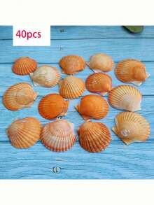 20 piezas de conchas de vieira naturales, conchas blancas de la playa, adecuadas para decoración del hogar DIY, paisajismo de acuario y pecera - Blanco - Ver 21