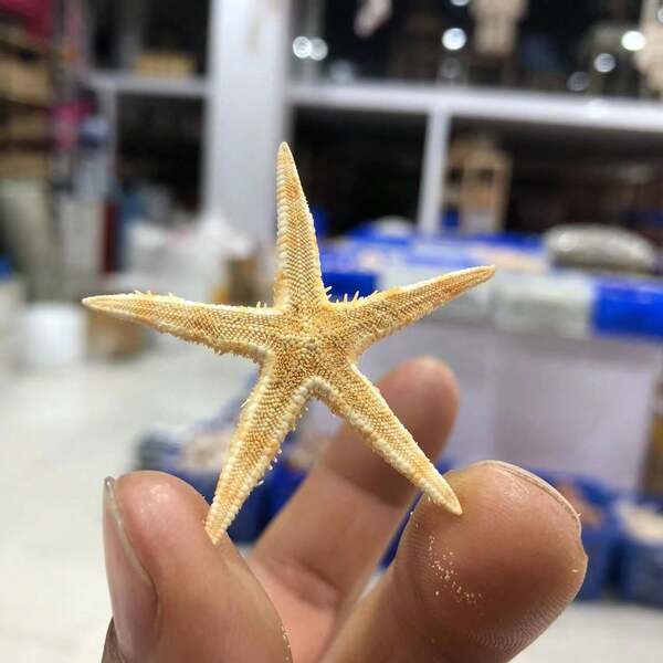 20pcs Mixed Starfish Decorations, Boxed Unbreakable, Home Decor For Fish Lovers, Aquarium Landscaping, Beach Style Ornaments, Suitable For Home Decoration, DIY Jewelry Making, Aquarium Decoration, Bathroom Decoration, Party Candle Holder Decoration, Wedding Decoration And Handmade Projects.