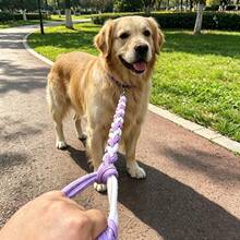 1件/中大型犬牽繩/狗牽繩/防窒息/防逃脫/編織狗牽繩/戶外用/多色/130CM長/2.5CM - 彩色 - 查看 1