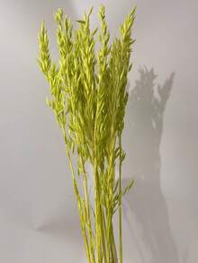 16/31/61/81 piezas Ramo de flores de avena artificial blanca, tallos de trigo de avena falsos blanqueados, adecuado para decoración de boda y Navidad, decoración del hogar DIY, pequeño arreglo floral artificial, decoración de pasteles - Fruta verde - Ver 5