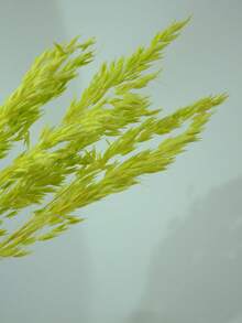 16/31/61/81 piezas Ramo de flores de avena artificial blanca, tallos de trigo de avena falsos blanqueados, adecuado para decoración de boda y Navidad, decoración del hogar DIY, pequeño arreglo floral artificial, decoración de pasteles - Fruta verde - Ver 6