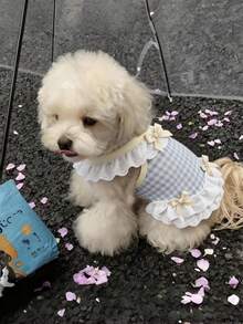 1 Stück Katzenkleidung Sommer dünne Weste Anti-Haarverlust Schleife Spitze Ragdoll goldfarben Haustier Hund Trägerhemd, Hundekleidung Welpe Sommer Outfit Haustier dünne Weste Bichon kleiner Hund Katzenkleidung 2026 neues Prinzessinnenkleid - Babyblau - Übersicht 5