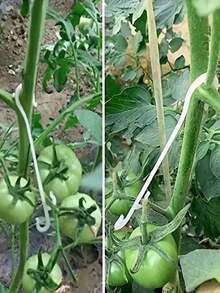 10件/50件/80件/100件 塑料水果蔬菜植物支撐掛鉤，可重複使用掛鉤，遠離土壤，防止果實掉落，減少果實腐爛，適用於番茄、黃瓜、辣椒、茄子，蔬菜種植園藝用品 - 支撐鉤 - 查看 6