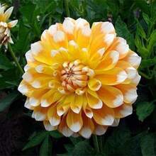 173Pcs Dahlia Home Garden Plant Bulbs 2 Plant Bulbs - 173 - View 3