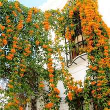 Climbing Clematis Plant, Mandarin Clematis Plant, Fragrant Clematis Plants, Clematis Bushes Ready To Plant In 2.5-Inch Pots, Outdoor Flower Plants, Gardening, Natural - Gold Flame - View 7