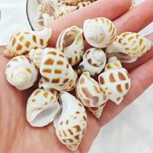 100g / 200g / 300g Natural Seashells, Suitable For Handmade DIY, Beach Party, Aquarium Landscaping And Home Decor, Holiday Decorations; Natural Shell DIY Handmade Materials, Can Be Used For Micro Landscapes, Fish Tank Decor, Mediterranean Wind Chimes, Photo Frame Making And Other Decorative Accessories; Handmade Commemorative Small Gifts, Highly Attractive Self-Made Ocean Style Complete DIY Materials; Rich And Unique Shell Wall Decorations - Set - View 6