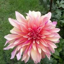 173Pcs Dahlia Home Garden Plant Bulbs 2 Plant Bulbs - 173 - View 4