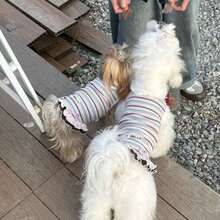 新款夏季條紋狗狗洋裝，防掉毛夏季套裝，適合貴賓犬與比熊犬幼犬的寵物衣服 - 粉色 - 查看 5