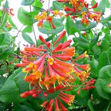 Climbing Clematis Plant, Mandarin Clematis Plant, Fragrant Clematis Plants, Clematis Bushes Ready To Plant In 2.5-Inch Pots, Outdoor Flower Plants, Gardening, Natural - Gold Flame - View 10