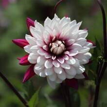 173Pcs Dahlia Home Garden Plant Bulbs 2 Plant Bulbs - 173 - View 2
