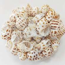 100g / 200g / 300g Natural Seashells, Suitable For Handmade DIY, Beach Party, Aquarium Landscaping And Home Decor, Holiday Decorations; Natural Shell DIY Handmade Materials, Can Be Used For Micro Landscapes, Fish Tank Decor, Mediterranean Wind Chimes, Photo Frame Making And Other Decorative Accessories; Handmade Commemorative Small Gifts, Highly Attractive Self-Made Ocean Style Complete DIY Materials; Rich And Unique Shell Wall Decorations - Set - View 5