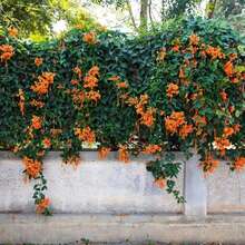 Climbing Clematis Plant, Mandarin Clematis Plant, Fragrant Clematis Plants, Clematis Bushes Ready To Plant In 2.5-Inch Pots, Outdoor Flower Plants, Gardening, Natural - Gold Flame - View 8