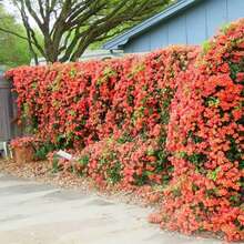 Climbing Clematis Plant, Mandarin Clematis Plant, Fragrant Clematis Plants, Clematis Bushes Ready To Plant In 2.5-Inch Pots, Outdoor Flower Plants, Gardening, Natural - Gold Flame - View 3