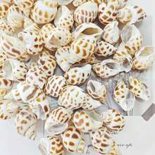 100g / 200g / 300g Natural Seashells, Suitable For Handmade DIY, Beach Party, Aquarium Landscaping And Home Decor, Holiday Decorations; Natural Shell DIY Handmade Materials, Can Be Used For Micro Landscapes, Fish Tank Decor, Mediterranean Wind Chimes, Photo Frame Making And Other Decorative Accessories; Handmade Commemorative Small Gifts, Highly Attractive Self-Made Ocean Style Complete DIY Materials; Rich And Unique Shell Wall Decorations - Set - View 8