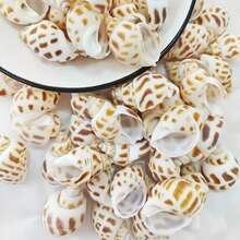 100g / 200g / 300g Natural Seashells, Suitable For Handmade DIY, Beach Party, Aquarium Landscaping And Home Decor, Holiday Decorations; Natural Shell DIY Handmade Materials, Can Be Used For Micro Landscapes, Fish Tank Decor, Mediterranean Wind Chimes, Photo Frame Making And Other Decorative Accessories; Handmade Commemorative Small Gifts, Highly Attractive Self-Made Ocean Style Complete DIY Materials; Rich And Unique Shell Wall Decorations - Set - View 11