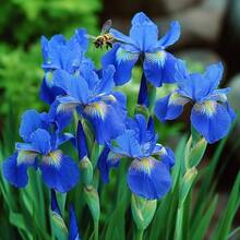 199Pcs Elegant Blue Iris Realistic Plant - 199pcs - View 2