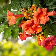 Climbing Clematis Plant, Mandarin Clematis Plant, Fragrant Clematis Plants, Clematis Bushes Ready To Plant In 2.5-Inch Pots, Outdoor Flower Plants, Gardening, Natural - Gold Flame - View 2