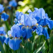 199Pcs Elegant Blue Iris Realistic Plant - 199pcs - View 1