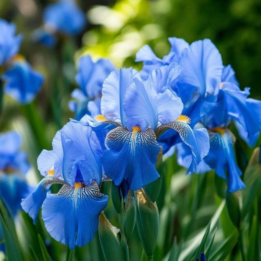 199Pcs Elegant Blue Iris Realistic Plant - 199pcs - View 1