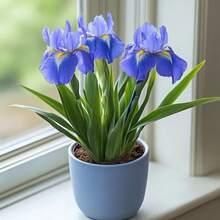 199Pcs Elegant Blue Iris Realistic Plant - 199pcs - View 3