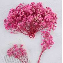 Pink Baby's Breath