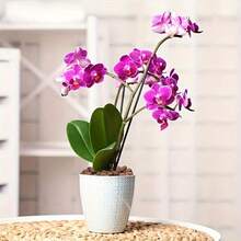 輕量膨脹黏土顆粒 Leca 顆粒 水耕栽培介質 室內外植物 多肉植物 仙人掌 盆景 玻璃缸填充物 透氣蜂巢顆粒 底層排水層 土壤通氣改良劑 0.22/0.55/1磅袋裝 - 陶粒 - 查看 9