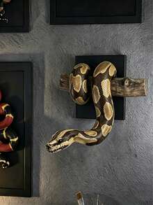1pc Ball Python Wall Sculpture, Symbol Of Strength And Prosperity, Gothic Style Snake Decor, Realistic Wooden Statue, Handmade Gift For Reptile Lovers, Lifelike Texture - Multicolor - View 1