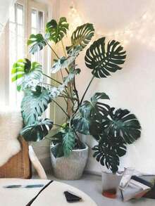4組 16吋 龜背竹植物支撐苔蘚柱 可堆疊至48吋 室內盆栽攀爬植物用 高款椰纖維支撐柱與配件 適用於龜背竹、黃金葛與蔓藤榕 - 椰子棕棒 - 查看 4